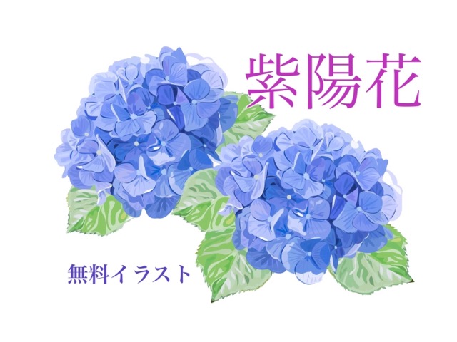 紫陽花の無料イラストのアイキャッチ